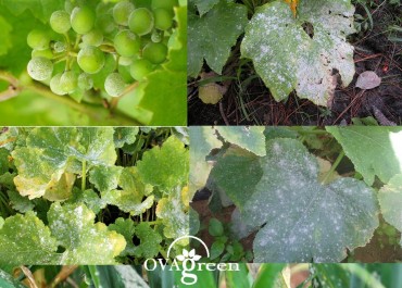 Powdery mildew